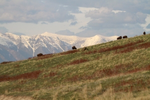 Bison Range 3