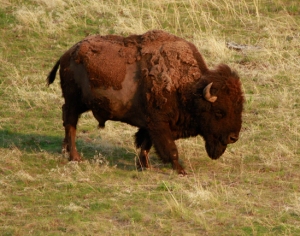 Bison Range1