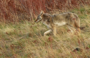 Coyote at Bison Range 2