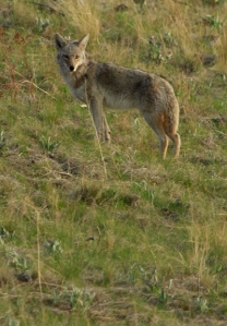 Coyote at Bison Range1